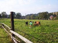 Vesnice roku (Vladuna) zachraňuje míč před agresivním skotem